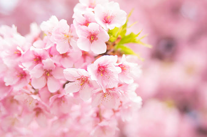2月のポジベビアート　テーマは「桜」