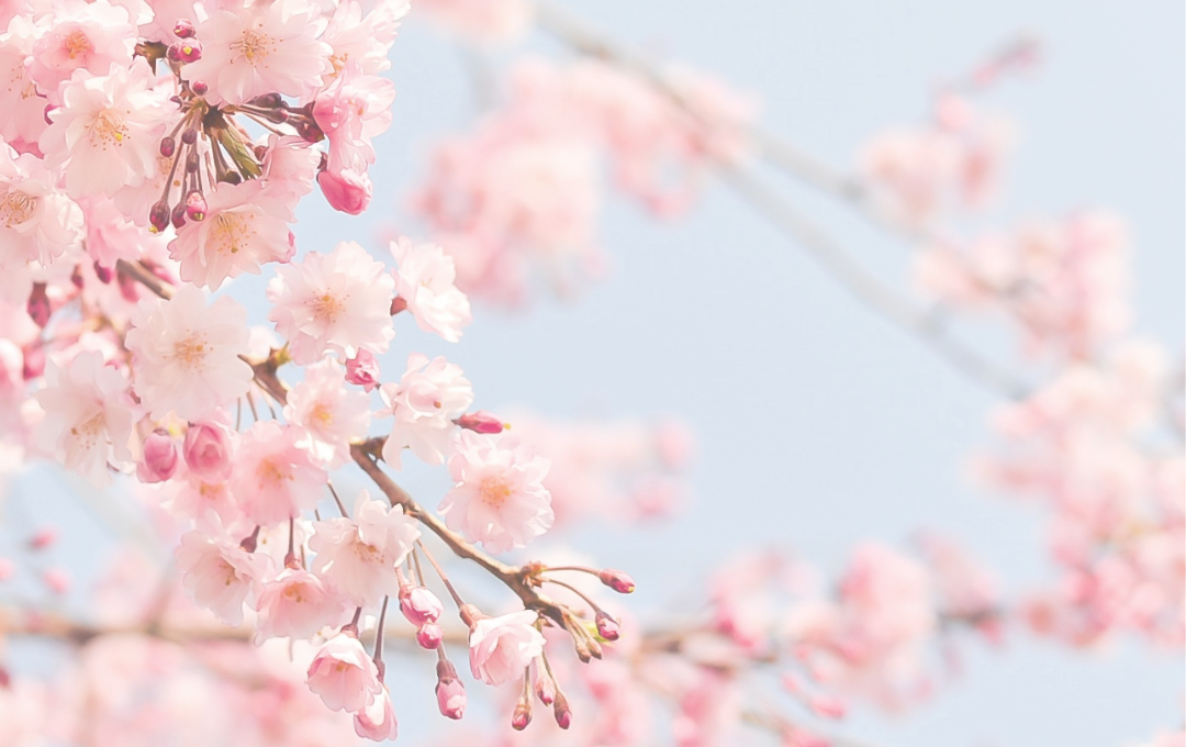 2月のポジベビアート　テーマは「桜」