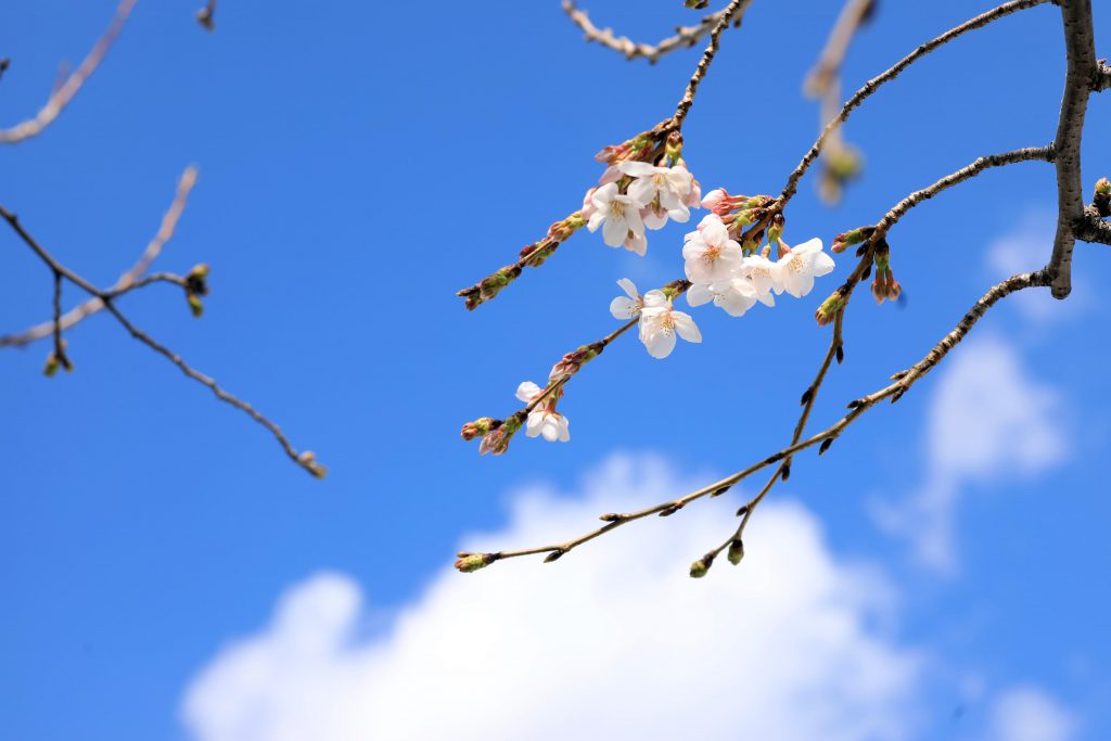 桜