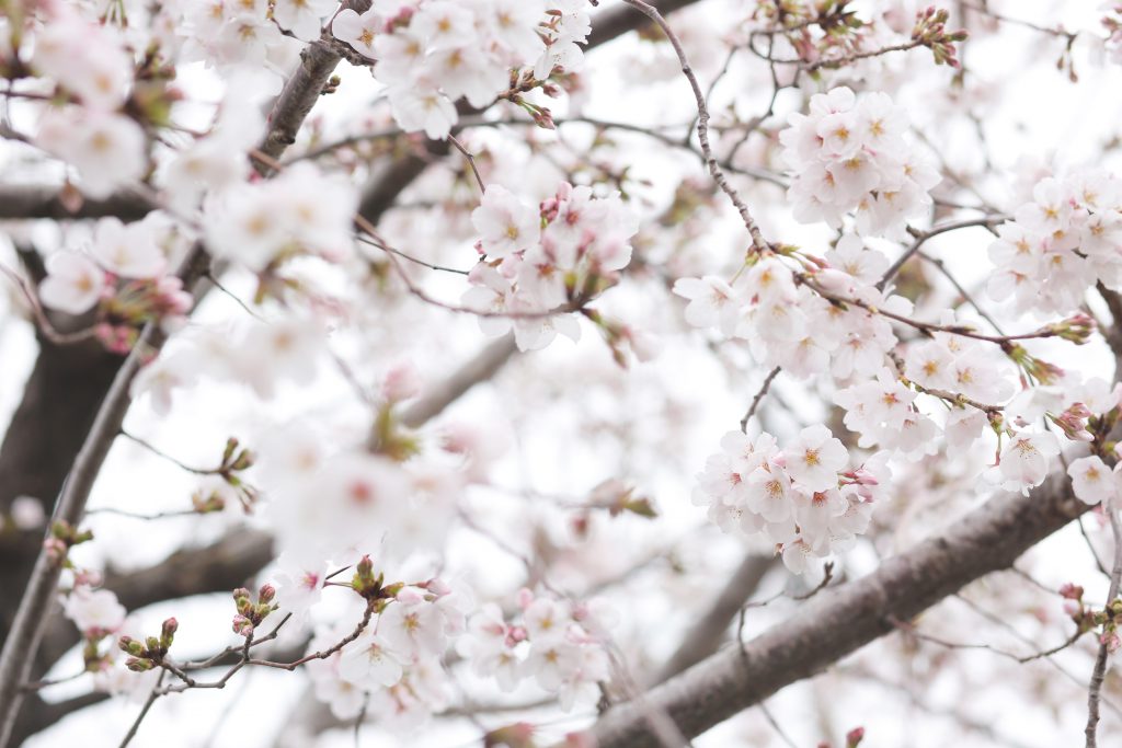 桜